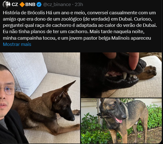El tweet detalla una conversación del autor con un amigo que tiene un zoológico en Dubai sobre el cual la raza de perros se adapta mejor al calor de este entorno. El autor no planeó tener un perro, sino más tarde esa noche, mientras su puerta jugaba, apareció un joven pastor belga Malinois. La imagen muestra al autor con que el perro es cariñoso, y las otras dos fotos muestran Malinois en diferentes ángulos, destacando su abrigo y las características físicas.