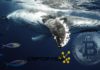 Una ballena de Bitcoin acaba de mover $600 millones en BTC bitcoin ballena