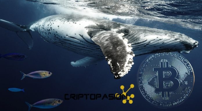Una ballena de Bitcoin acaba de mover $600 millones en BTC bitcoin ballena