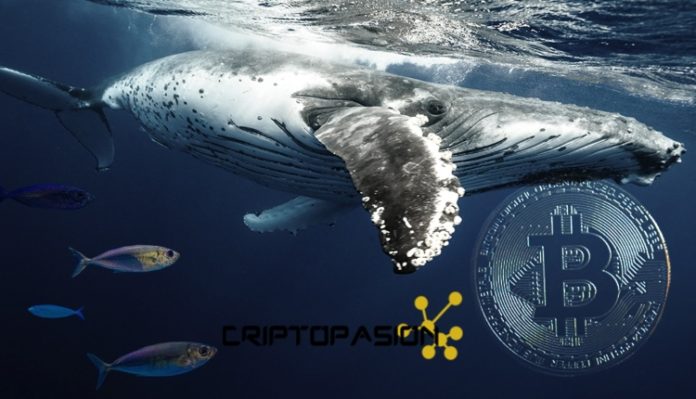 bitcoin ballena