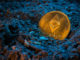 La capitalización de mercado de Ethereum (ETH) cae más de $ 124 mil millones en seis semanas