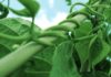 Beanstalk celebra su aniversario con ‘replantación segura y despausa’ meses después de un exploit de $182 millones