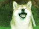 SHIB aumenta un 30% el domingo, Dogecoin sube