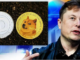 ¿Es Elon Musk el mayor tenedor de Dogecoin (DOGE) con el 28,52% de la oferta?