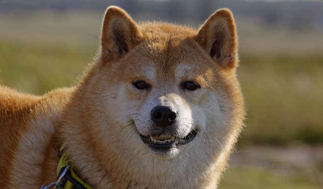 Dogecoin (DOGE) es ahora la cuarta criptomoneda más popular en BitPay