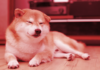 Dogecoin cae un 13% en medio de rumores de fusión similar a Ethereum