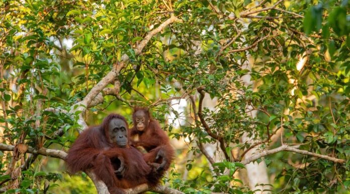 ApeCoin alcanza máximos de 4 meses, pero esta resistencia decisiva aún no se ha roto