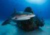 Las direcciones de Ethereum ($ETH) Shark han ‘crecido agresivamente’ antes del reciente aumento de precios, según muestran los datos