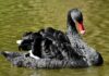 El autor de ‘Black Swan’ ataca la credibilidad de Lex Friedman, es criticado por el fundador de Cardano