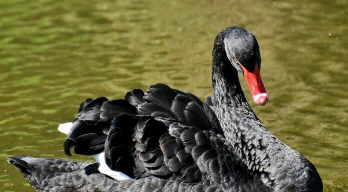 El autor de ‘Black Swan’ ataca la credibilidad de Lex Friedman, es criticado por el fundador de Cardano