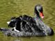 El autor de ‘Black Swan’ ataca la credibilidad de Lex Friedman, es criticado por el fundador de Cardano