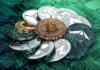 Monero sigue impresionando, pero el éxito de XMR, $ROE o XRP no es ningún secreto