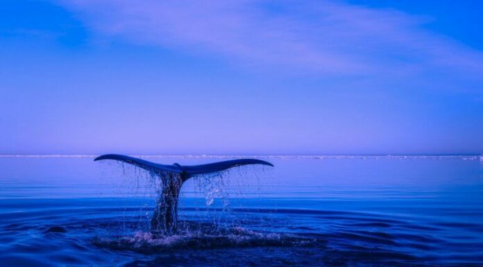 Las ballenas $XRP mueven más de 200 millones de tokens después del período de acumulación rápida