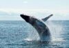 Señal alcista de Bitcoin: las ballenas van a una juerga de compras de $ 1.4B
