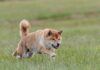 Shiba Inu obtiene otra lista de intercambio; así reaccionó SHIB