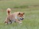 Shiba Inu obtiene otra lista de intercambio; así reaccionó SHIB