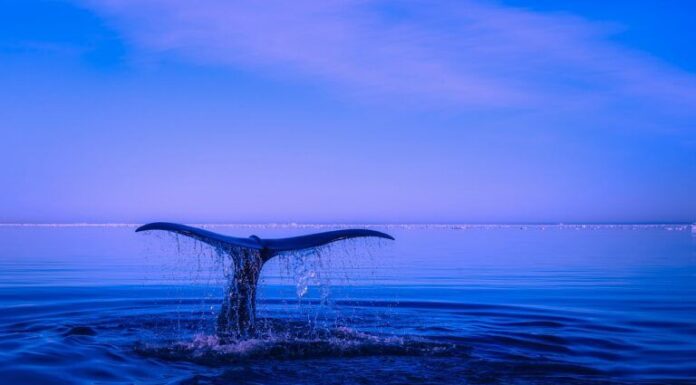 Las ballenas de BNB descargan millones de BUSD en medio de la sacudida del mercado de Stablecoin