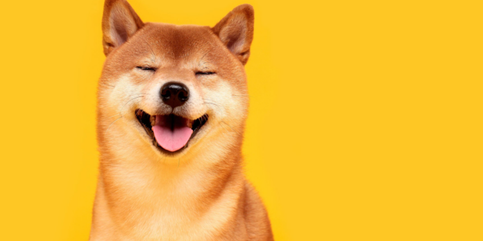 Shiba-Inu-shutterstock_1585340284-16x9-1-gID_7.jpg@png.png