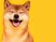 Esta semana en Crypto Twitter: Musk se llena de Dogecoin, bombeando el Memecoin