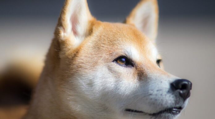 2,4 billones de SHIB movidos a una billetera desconocida: ¿Ola alcista por delante para Shiba Inu?