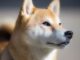 Estudio: Shiba Inu (SHIB) es más una Memecoin exitosa que PEPE y DOGE