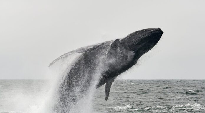 Las ballenas de Bitcoin rompen un patrón mantenido a lo largo de los ciclos de reducción a la mitad: Glassnode