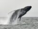 Las ballenas de Bitcoin rompen un patrón mantenido a lo largo de los ciclos de reducción a la mitad: Glassnode