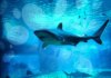 CoinMarketCap lanza ‘Cryptocurrency Shark Tank’ enfocado en Web3