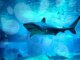 CoinMarketCap lanza ‘Cryptocurrency Shark Tank’ enfocado en Web3
