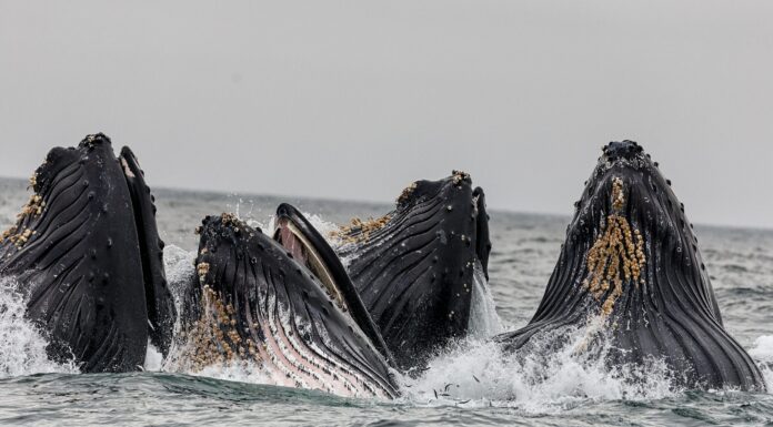Señal alcista de Bitcoin: las ballenas acumulan 84.897 BTC