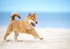 Shiba Inu (SHIB) listo para una ruptura significativa: esto es lo que debe tener en cuenta