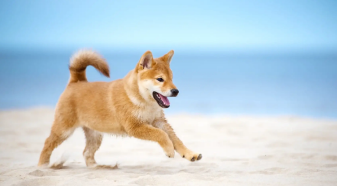 Shiba Inu (SHIB) listo para una ruptura significativa: esto es lo que debe tener en cuenta