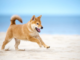 Shiba Inu (SHIB) listo para una ruptura significativa: esto es lo que debe tener en cuenta
