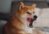 Los inversores de Shiba Inu apuestan todo: la acumulación de 338 mil millones de tokens señala una señal alcista