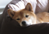 ¿Puede Shiba Inu recuperarse a medida que concluye mayo con una disminución desalentadora del 16%?