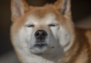 El sentimiento social de Bleak Dogecoin (DOGE) plantea preguntas sobre la reversión de precios