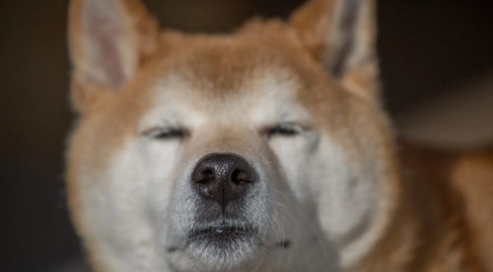 El sentimiento social de Bleak Dogecoin (DOGE) plantea preguntas sobre la reversión de precios