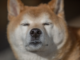 El sentimiento social de Bleak Dogecoin (DOGE) plantea preguntas sobre la reversión de precios