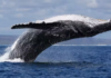 La acumulación de ARB de Whale reaviva el impulso para el token DeFi: este es el motivo