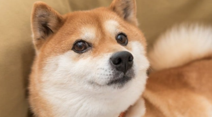 Los comerciantes de Shiba Inu esperan ansiosamente la fecha de lanzamiento de Shibarium en medio de la incertidumbre