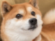 Los comerciantes de Shiba Inu esperan ansiosamente la fecha de lanzamiento de Shibarium en medio de la incertidumbre