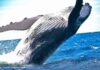 Las ballenas de Bitcoin ($BTC) no se desaniman por la desaceleración de las criptomonedas mientras los analistas notan una gran acumulación