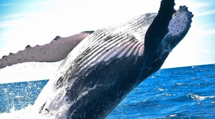 Las ballenas de Bitcoin ($BTC) no se desaniman por la desaceleración de las criptomonedas mientras los analistas notan una gran acumulación