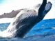 Las ballenas de Bitcoin ($BTC) no se desaniman por la desaceleración de las criptomonedas mientras los analistas notan una gran acumulación