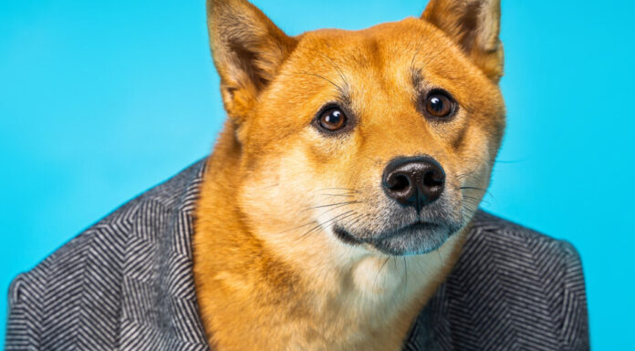 Elon Musk niega ser propietario de un alijo de Dogecoin relacionado con el tráfico de información privilegiada