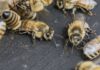 El nuevo token de $POOH Meme quiere salvar las poblaciones de abejas
