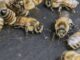 El nuevo token de $POOH Meme quiere salvar las poblaciones de abejas