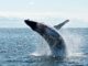 Las ballenas se sumergen en XRP, acumulando un valor de $ 170 millones: ¿cuál es su plan de juego?