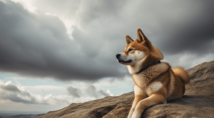DOGE se detiene en $ 0.07000: los toros pueden volver a ingresar aquí