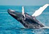 Las ballenas aprovechan la subida y venden Bitcoin